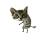 Kote